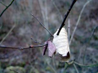 2009-01-31 21:18:57