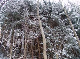 2008-12-31 13:28:41