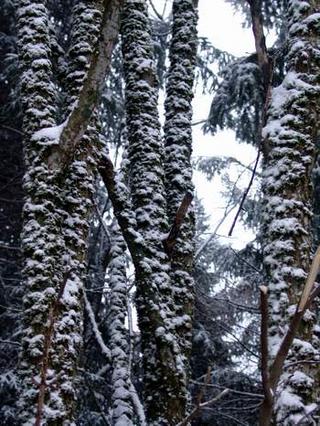 2008-12-31 13:29:10