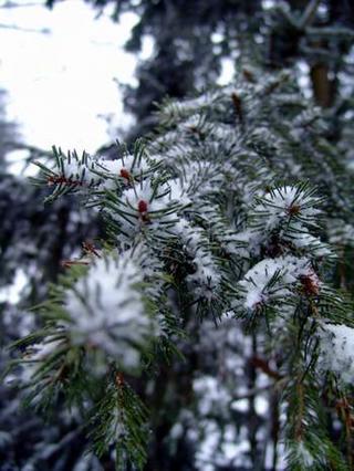 2008-12-31 13:30:07