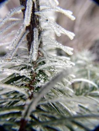 2008-12-31 13:38:35