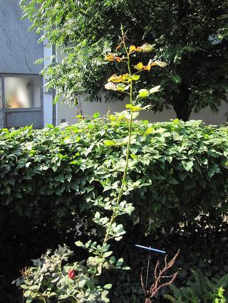 2015-11-01 12:34:18